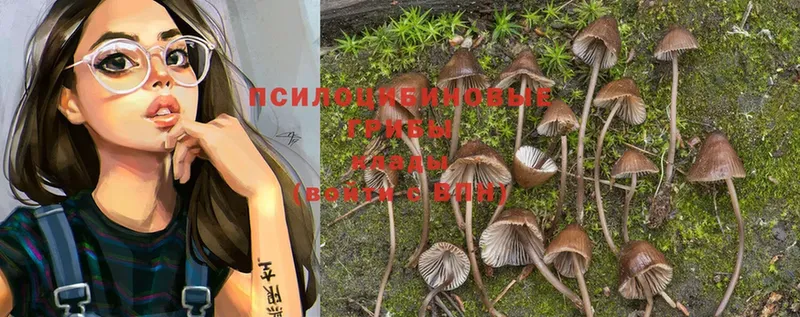 Галлюциногенные грибы Psilocybe  Менделеевск 